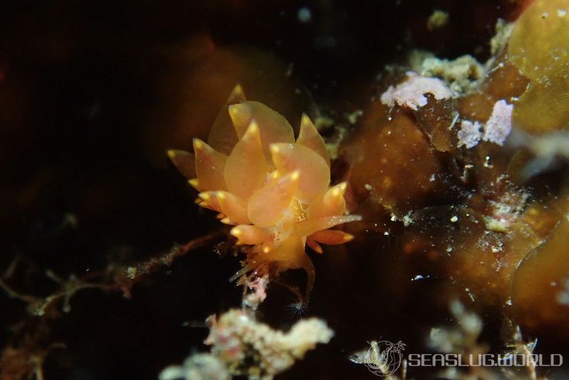 ホリミノウミウシ属の一種 26 Eubranchus sp.26