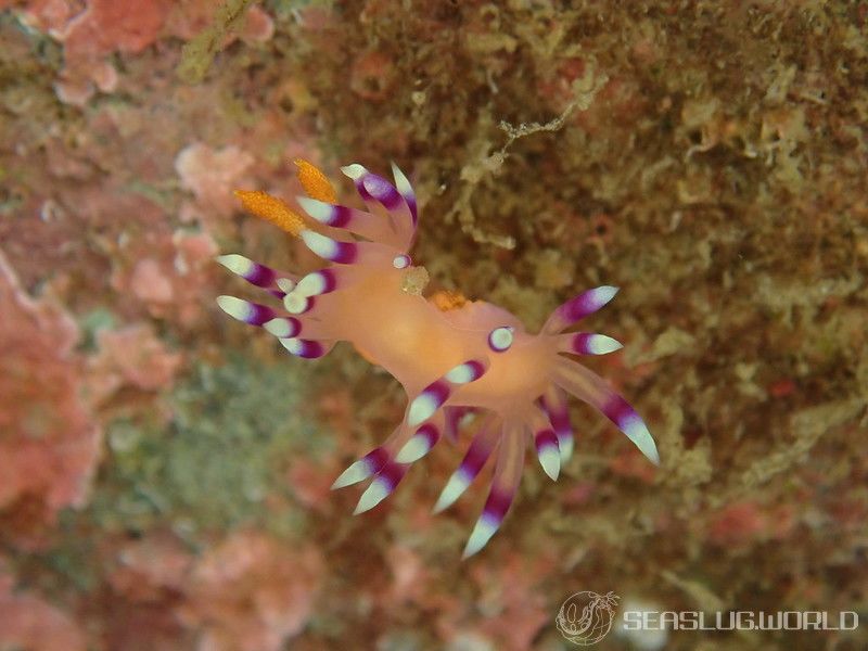 アデヤカミノウミウシ Coryphellina exoptata