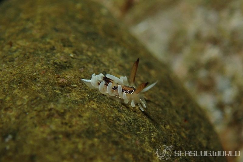 イバラウミウシ Ceratodoris barnardi