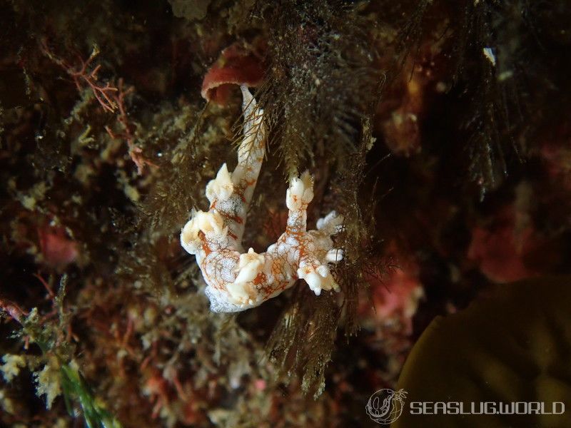 ヤマトユビウミウシ Bornella hermanni