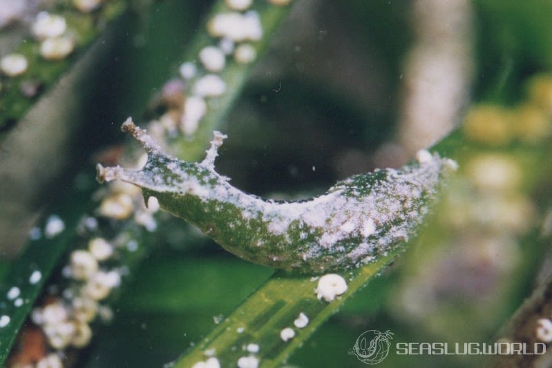 ウミナメクジ Petalifera punctulata