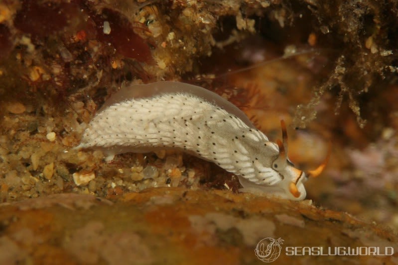 カスミミノウミウシ Cerberilla asamusiensis