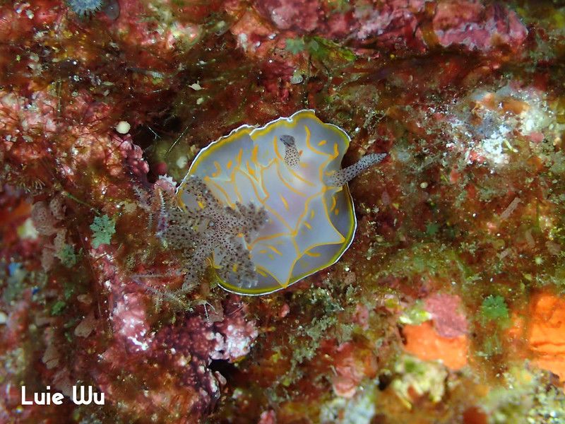 キスジカンテンウミウシ Halgerda diaphana