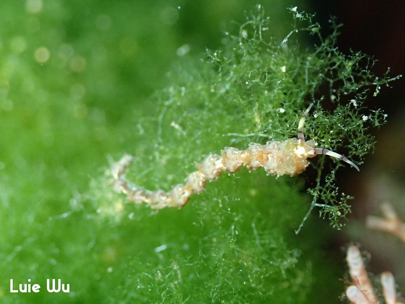 ムカデミノウミウシ Pteraeolidia semperi