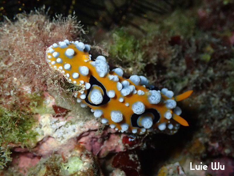 キイロイボウミウシ Phyllidia ocellata