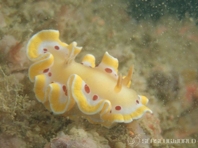 アカテンイロウミウシ Ardeadoris cruenta