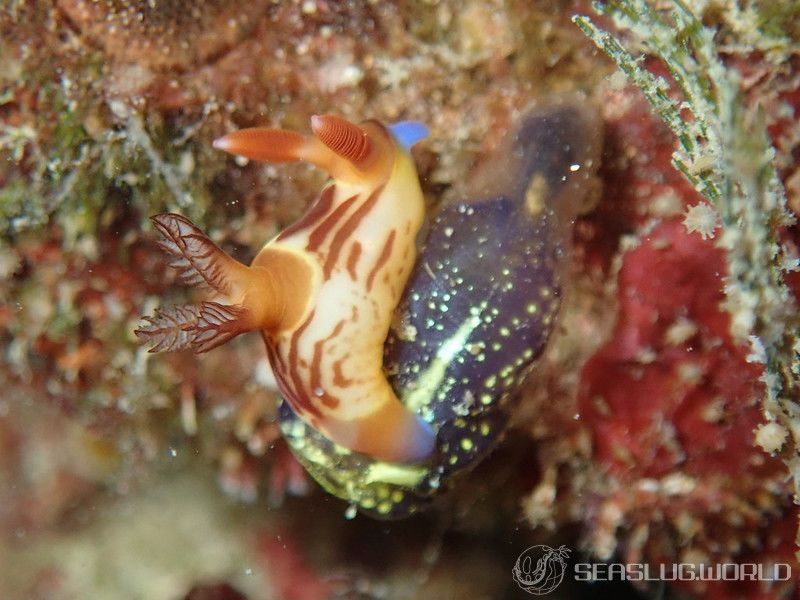 セグロリュウグウウミウシ Nembrotha chamberlaini