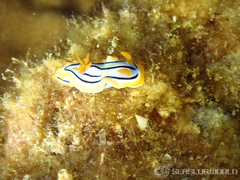 コールマンウミウシ Chromodoris colemani