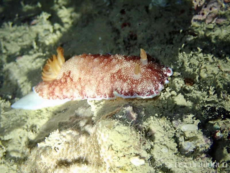 チリメンウミウシ Goniobranchus reticulatus