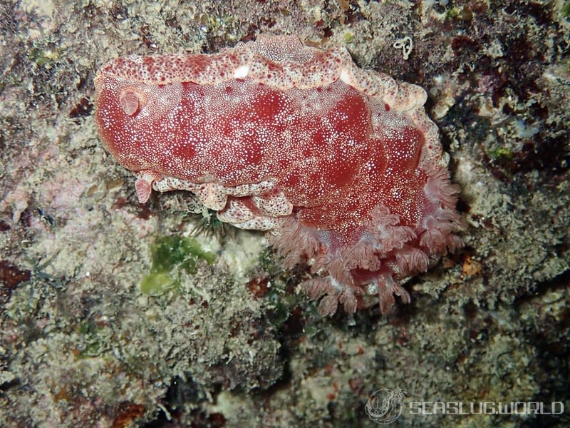 ミカドウミウシ Hexabranchus lacer