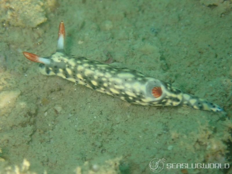 ホシゾラウミウシ Hypselodoris infucata