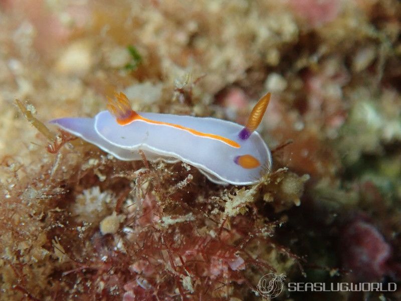 キイッポンウミウシ Mexichromis trilineata