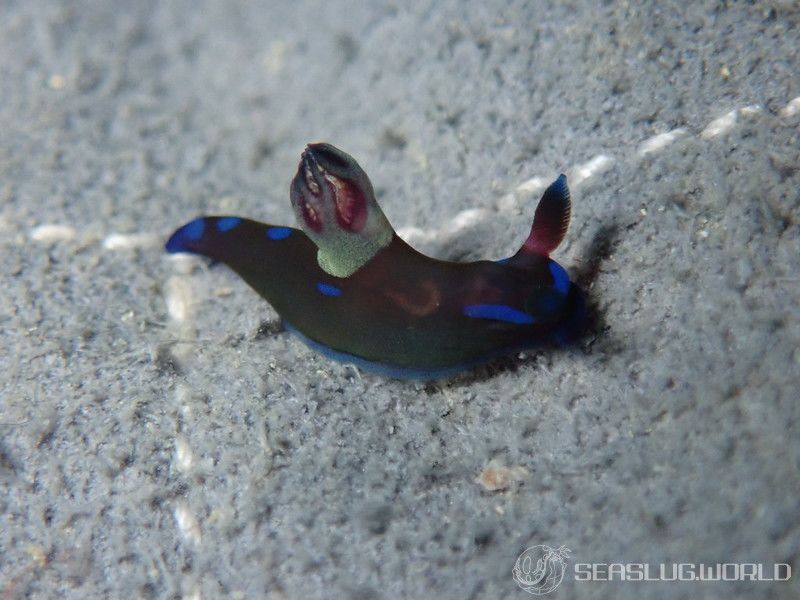 ミドリリュウグウウミウシ Tambja morosa