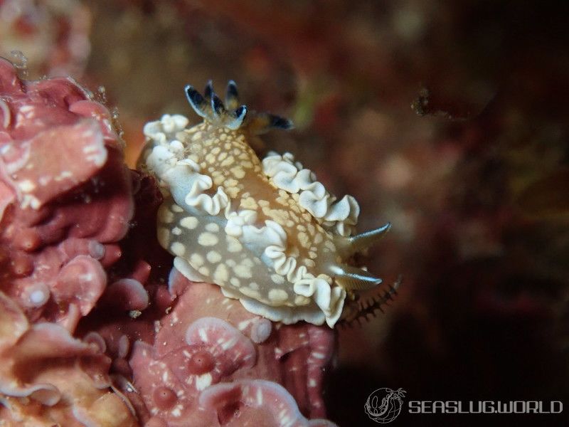 キンゴマイロウミウシ Ardeadoris tomsmithi