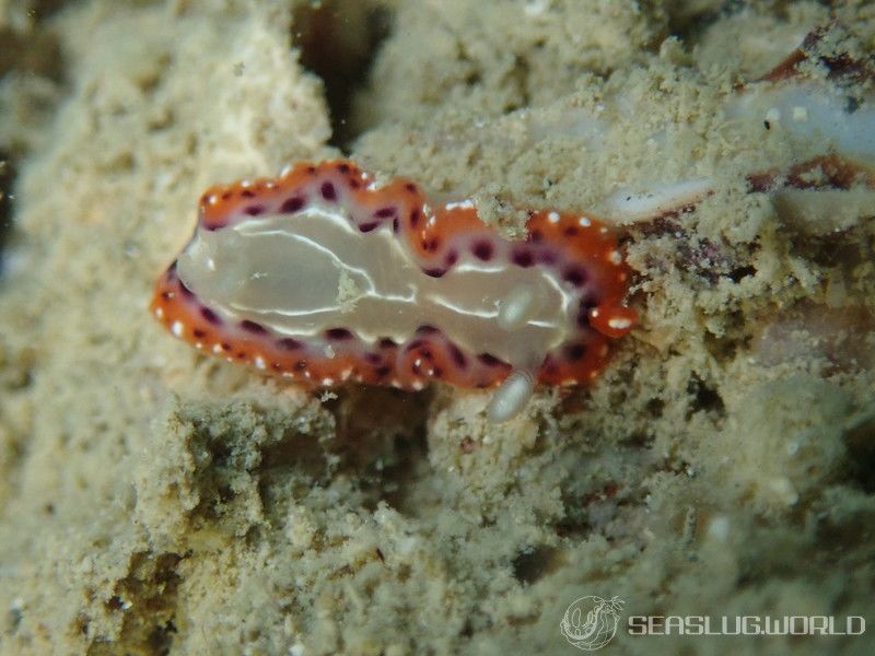 セトイロウミウシ Goniobranchus setoensis