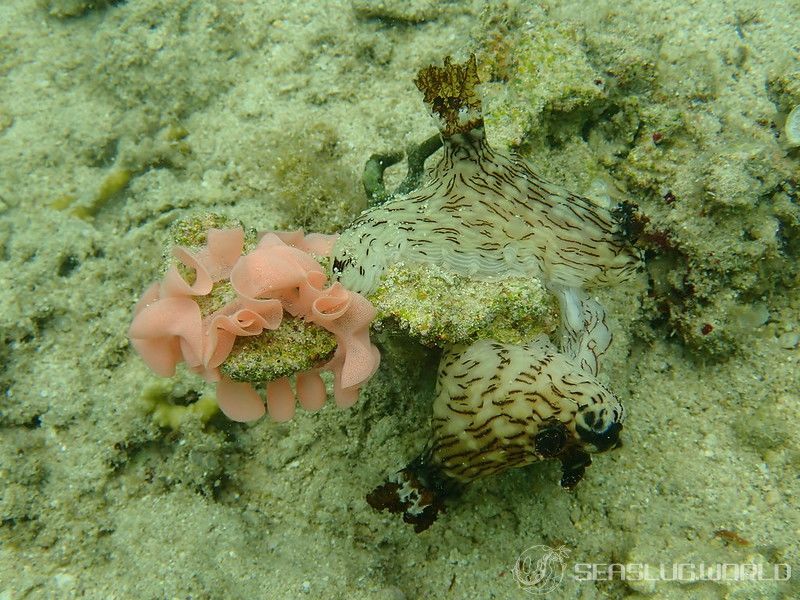 ブッシュドノエルウミウシ Jorunna rubescens