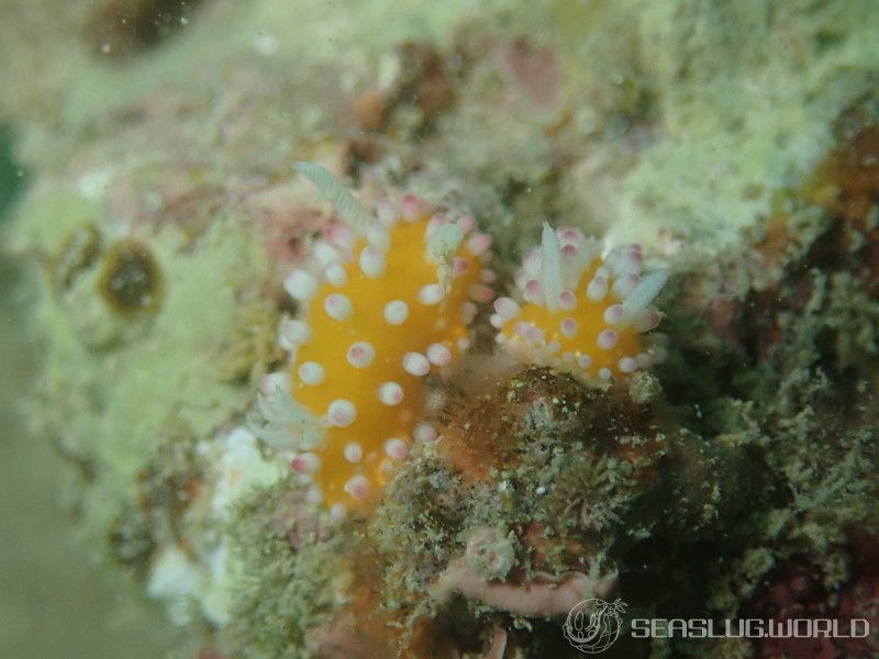 イガグリウミウシ Cadlinella ornatissima