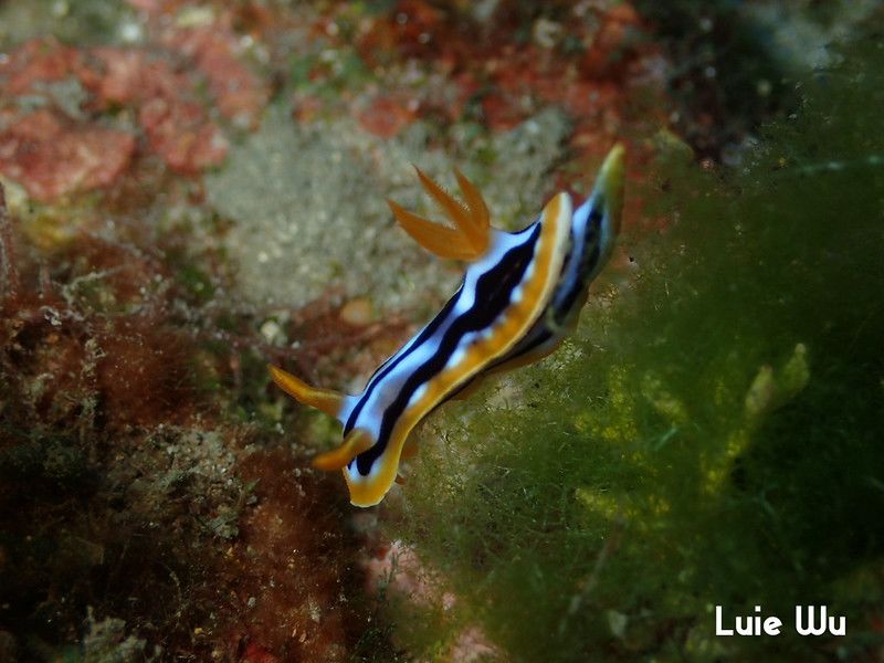 シボリイロウミウシ Chromodoris strigata