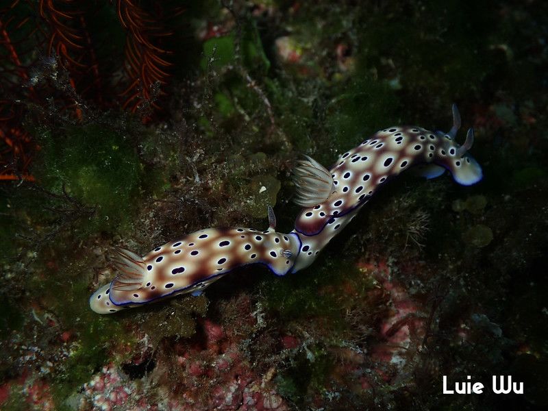 マダライロウミウシ Hypselodoris tryoni