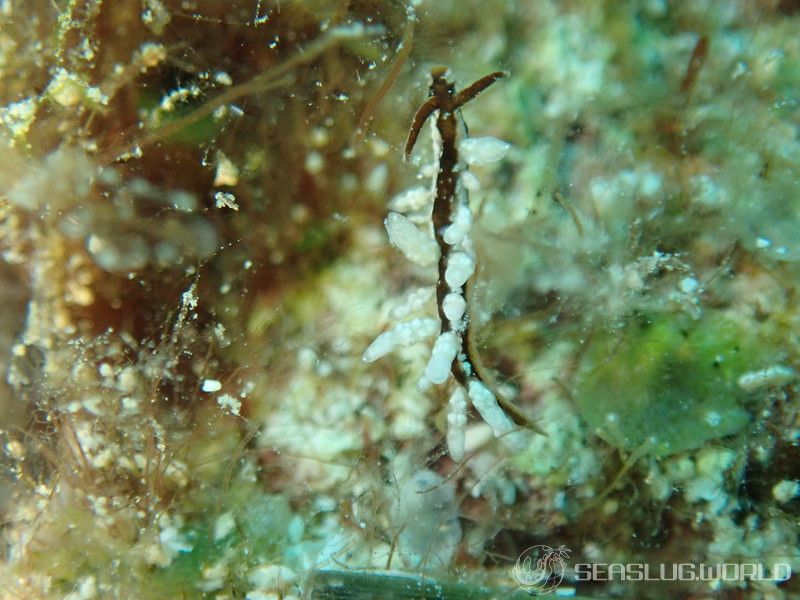 ヤマンバミノウミウシ Eubranchus putnami