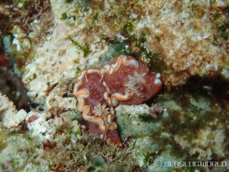 キャラメルウミウシ Glossodoris rufomarginata