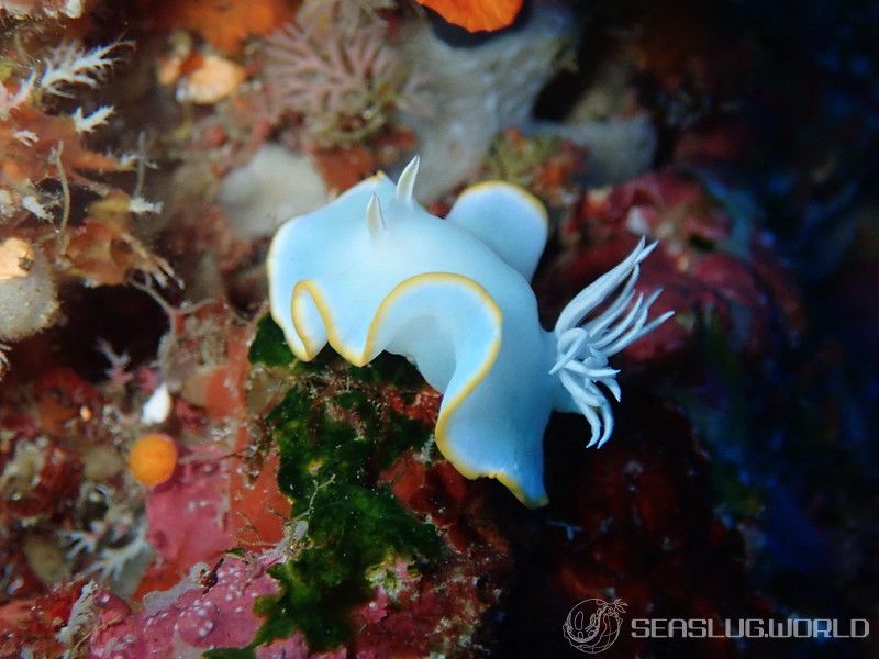 メレンゲウミウシ Ardeadoris egretta