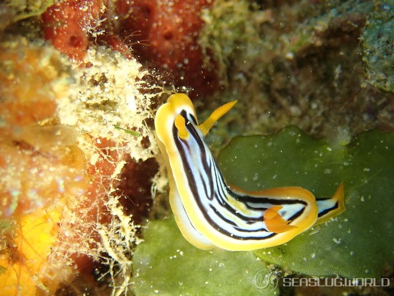 コールマンウミウシ Chromodoris colemani