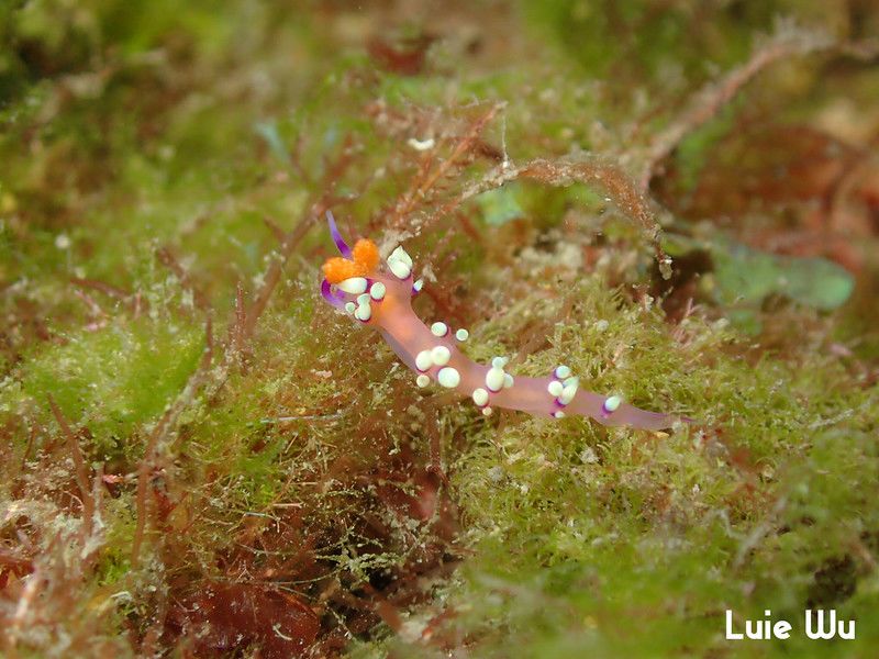 アデヤカミノウミウシ Coryphellina exoptata