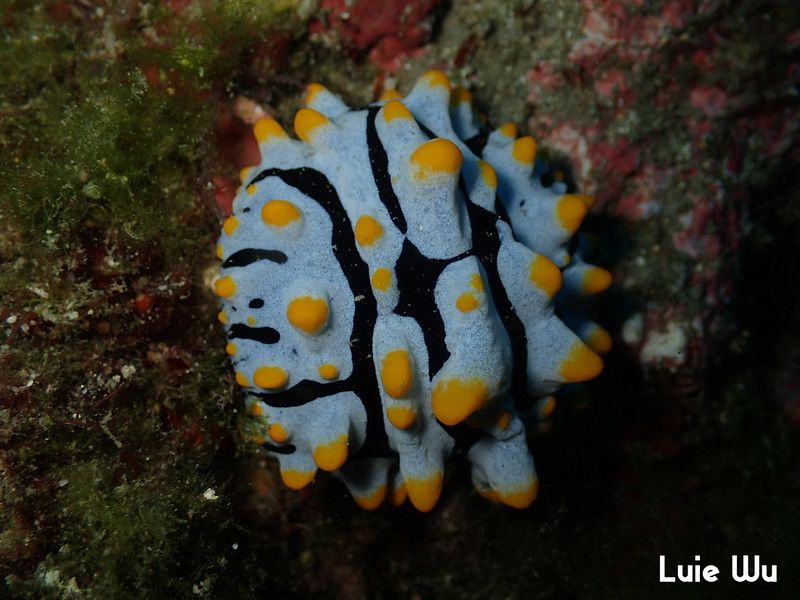 タテヒダイボウミウシ Phyllidia varicosa