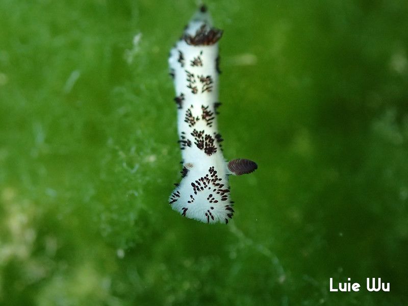 ブチウミウシ Jorunna funebris