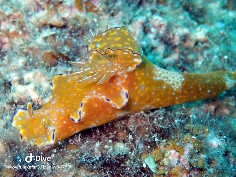 テヌウニシキウミウシ Ceratosoma tenue