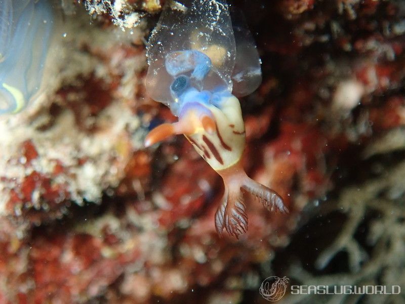 セグロリュウグウウミウシ Nembrotha chamberlaini