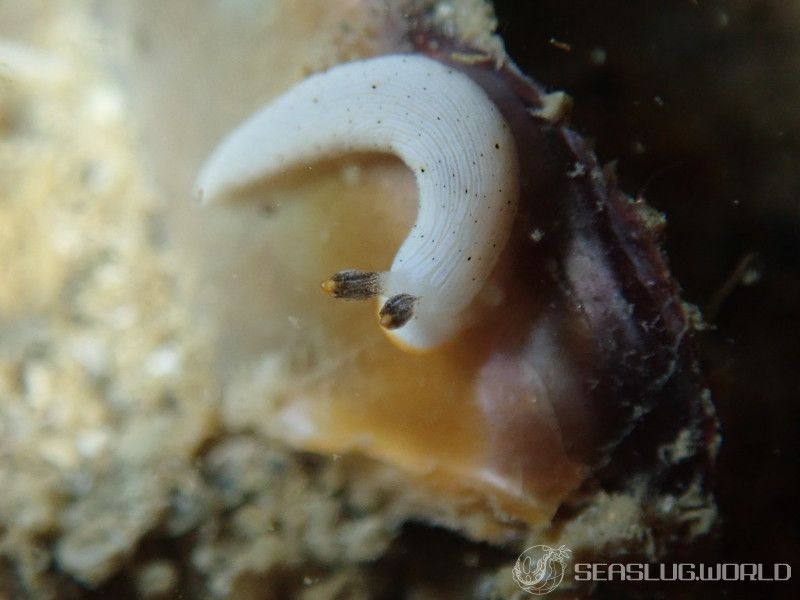 カメキオトメウミウシ Dermatobranchus primus