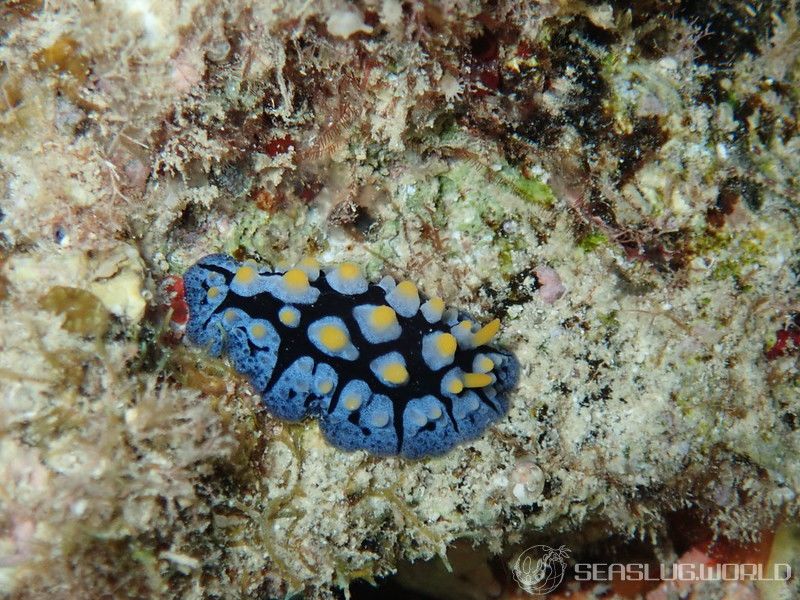 フリエリイボウミウシ Phyllidia picta