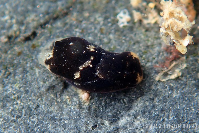 エゾキセワタ Melanochlamys ezoensis