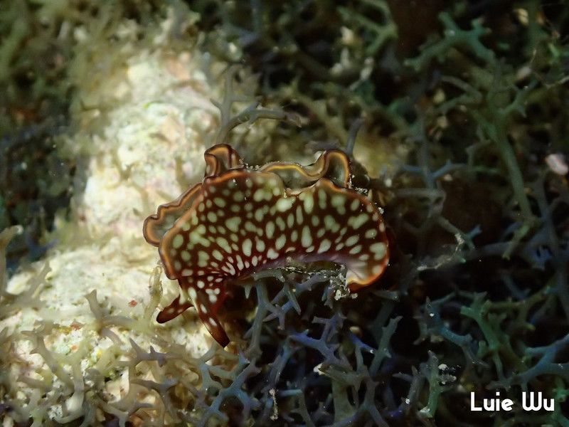 クシモトミドリガイ Elysia rufescens