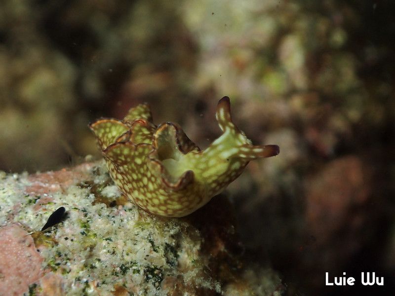 クシモトミドリガイ Elysia rufescens