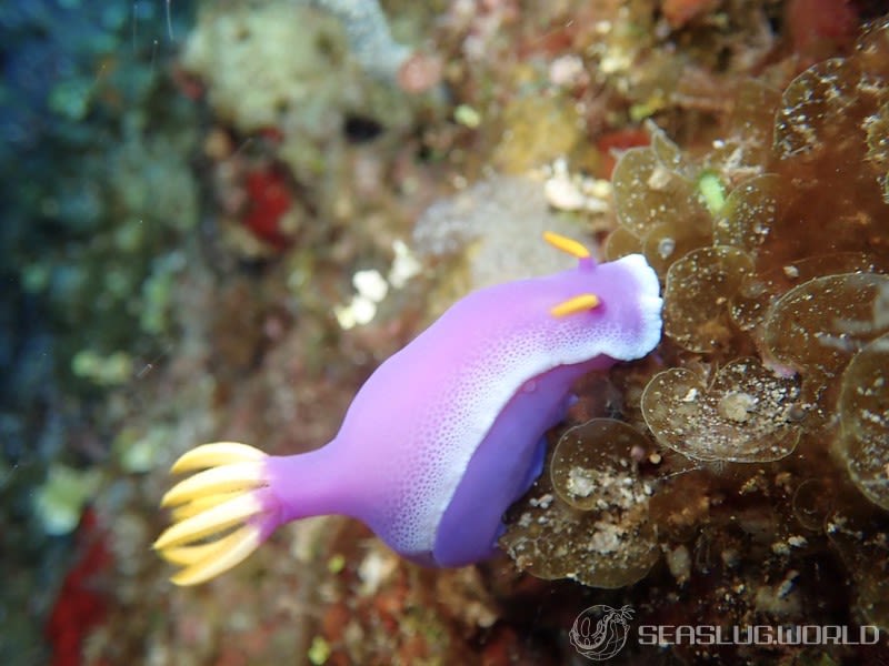 シンデレラウミウシ Hypselodoris apolegma