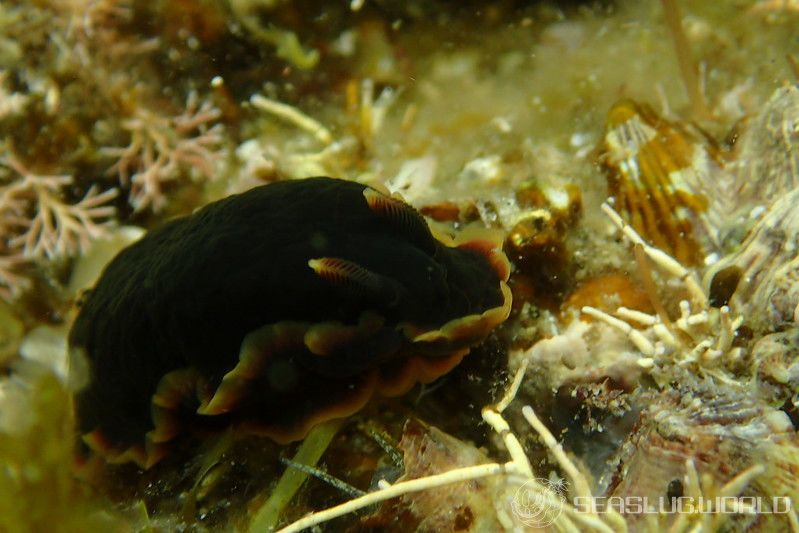 クロシタナシウミウシ Dendrodoris arborescens