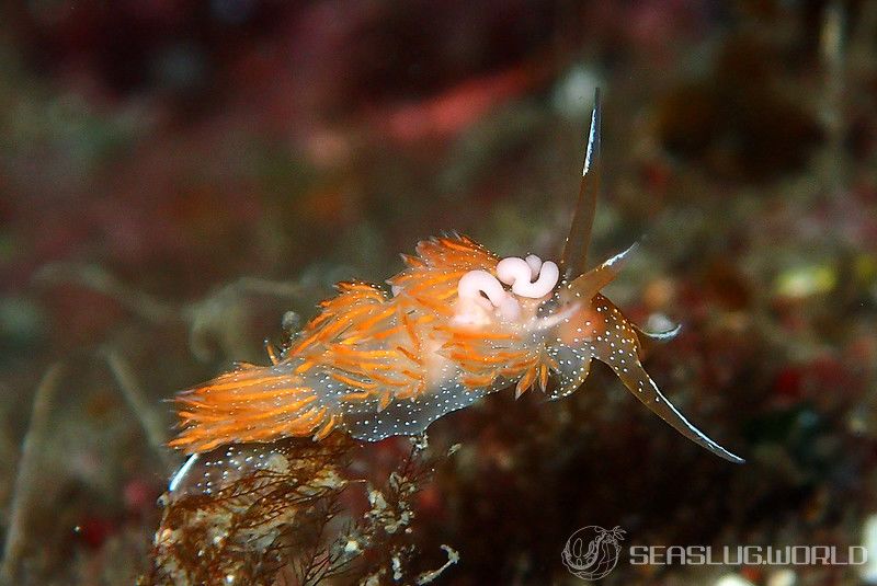 アカエラミノウミウシ Sakuraeolis enosimensis