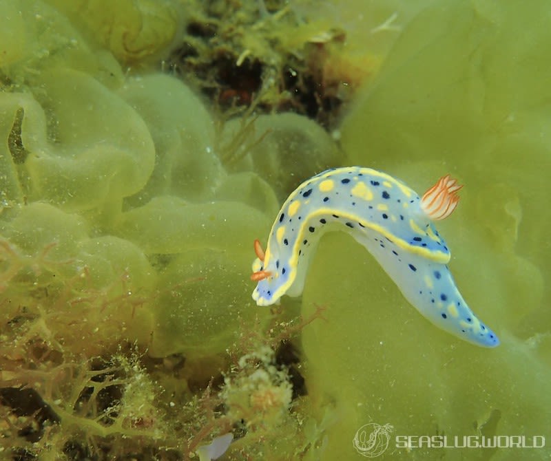 アオウミウシ Hypselodoris festiva