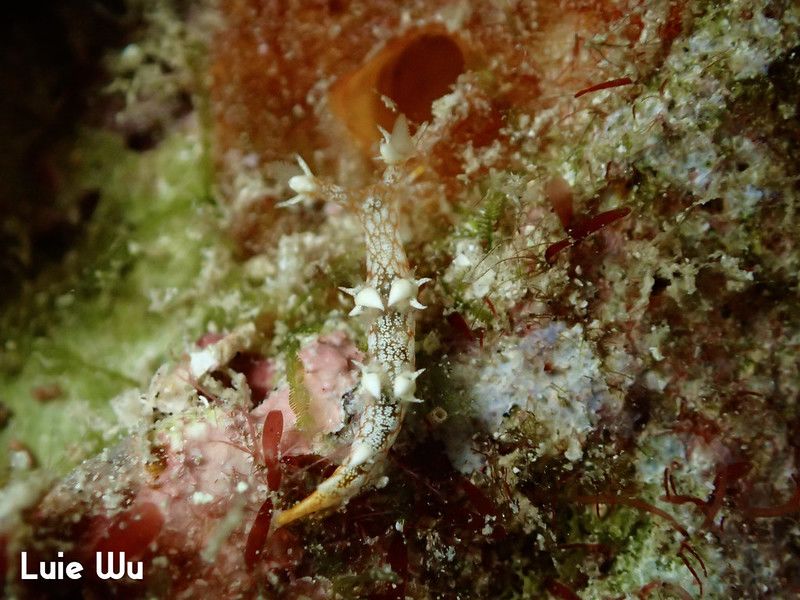 ヤマトユビウミウシ Bornella hermanni