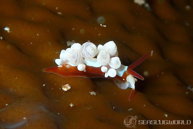 イナバミノウミウシ Eubranchus inabai