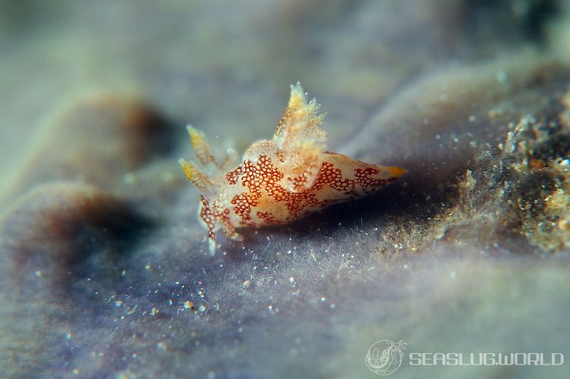 カゴメウミウシ Trapania toddi