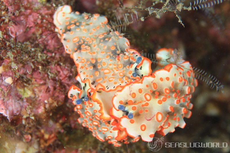 ハナオトメウミウシ Dermatobranchus ornatus