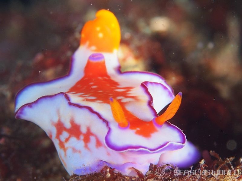 フタイロニシキウミウシ Ceratosoma bicolor