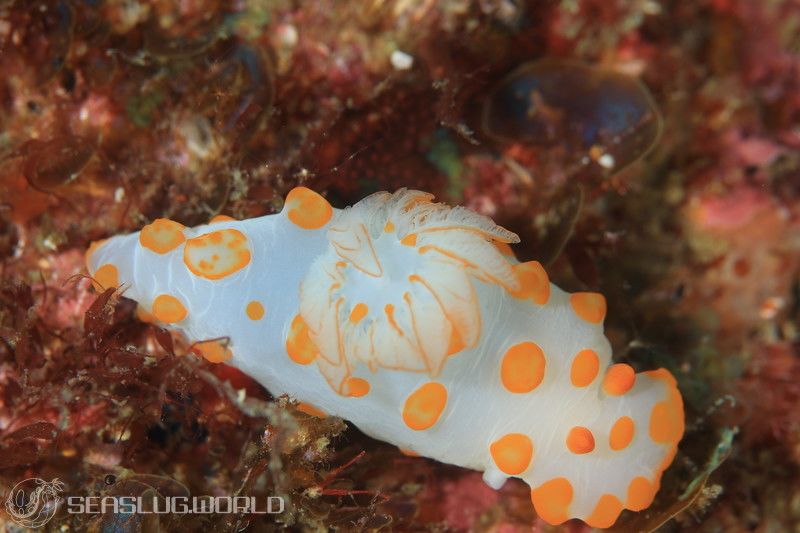 キイボキヌハダウミウシ Gymnodoris impudica