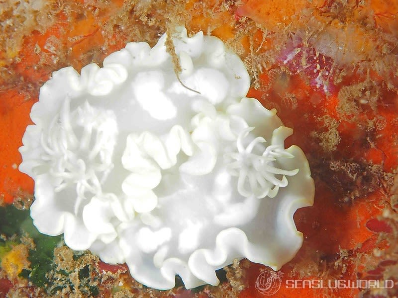 シロタエイロウミウシ Glossodoris buko