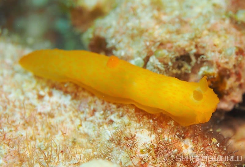 キヌハダウミウシ属の一種 16 Gymnodoris sp.16