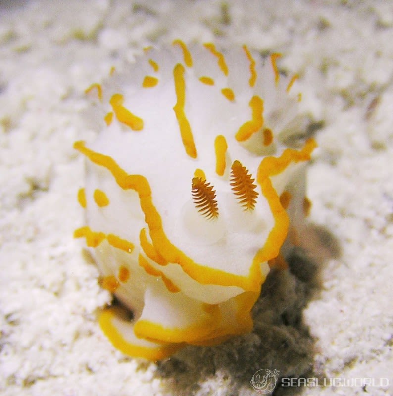 キクゾノウミウシ Gymnodoris striata